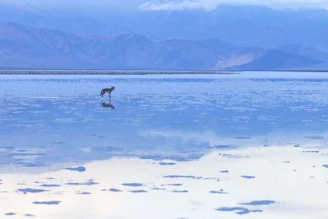 Coyote Friend
