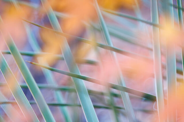Crossed
