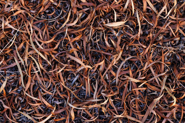 Curly Leaves