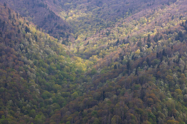 Dappled Mountain