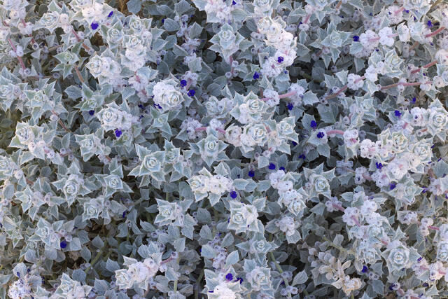 Death Valley Sage