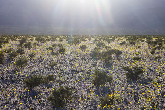 Desert Bloom