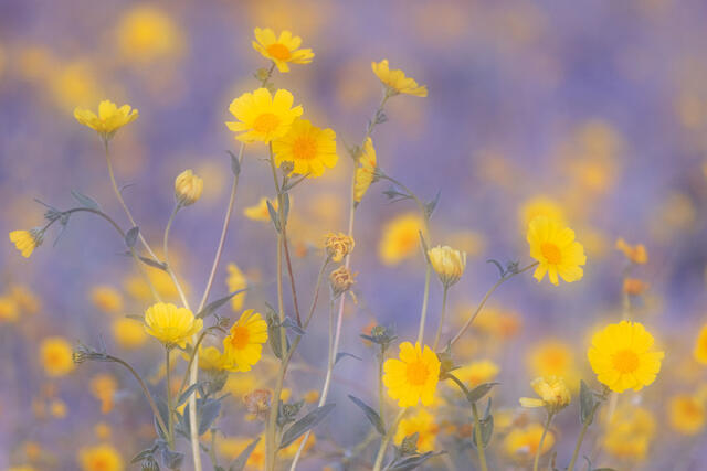 Desert Gold Blurry