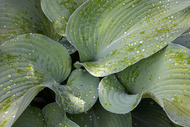 Dew Catcher