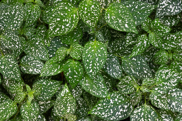 Dotted Leaves