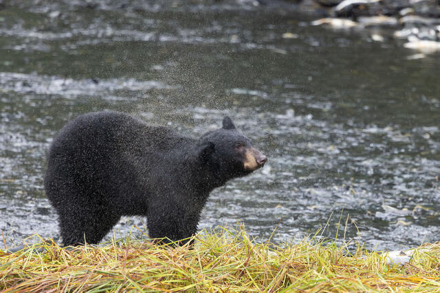 Drying Off