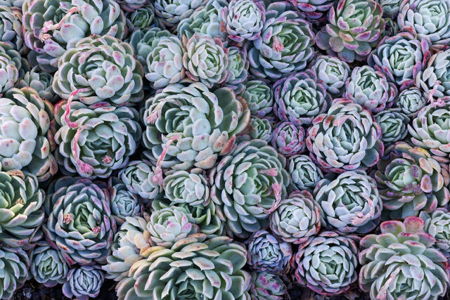 Duplicates