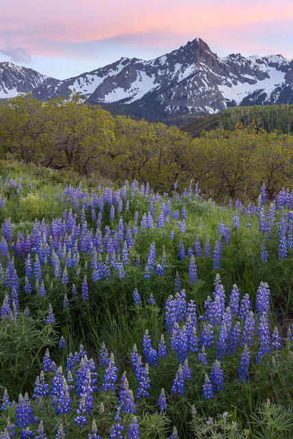 Dusky Lupine
