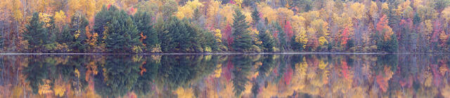 Dusky Reflection