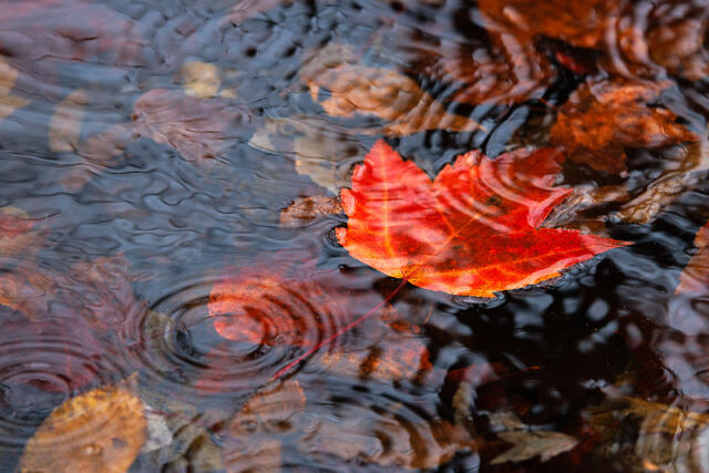 Early Morning Rain