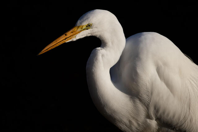 Egret