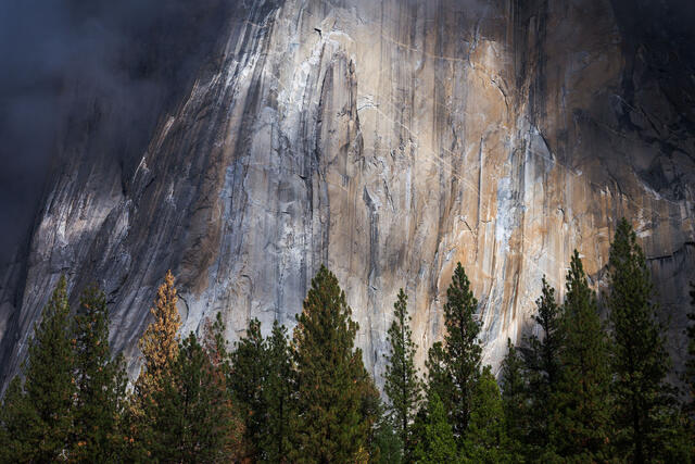 El Capitan Trees