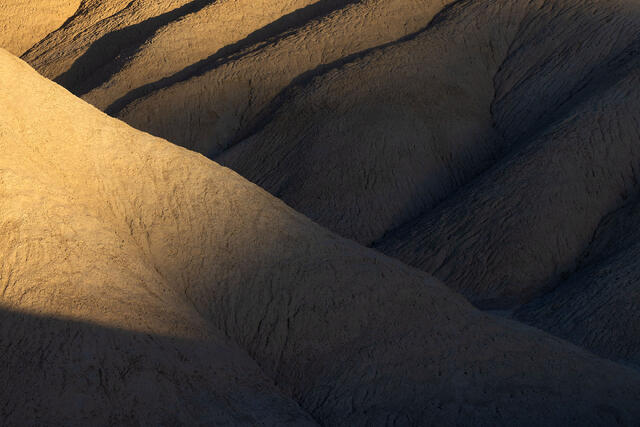 Elephant Shadows