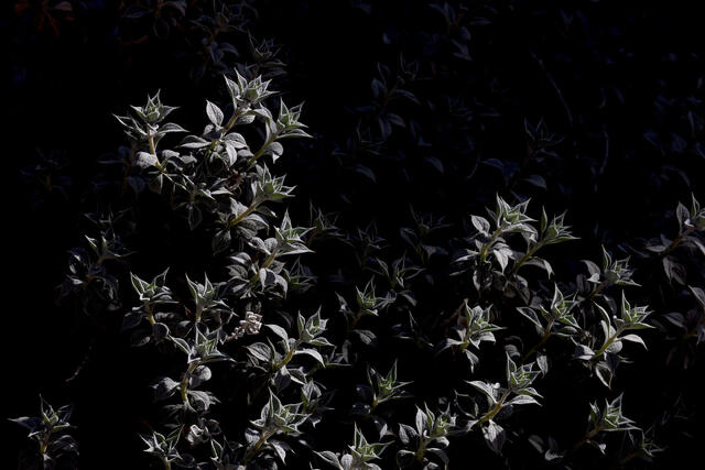 Emergence