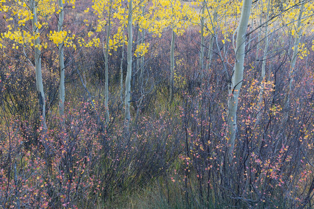 Emergent Aspens