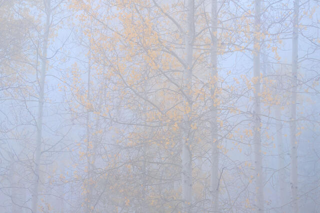 Evening Fog