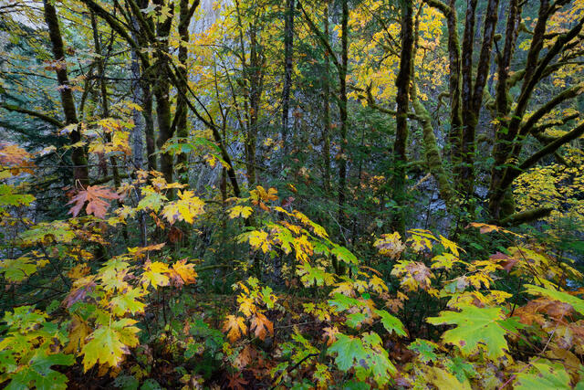 Fall Canyon