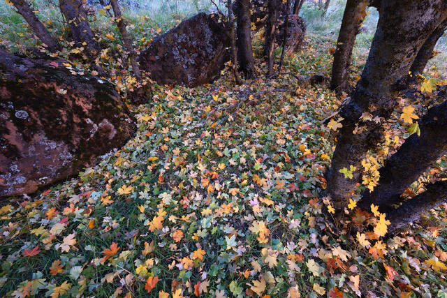 Fall Floor