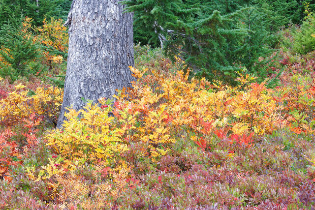 Fall In