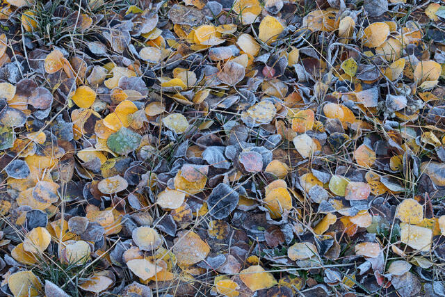Fallen and Frosted