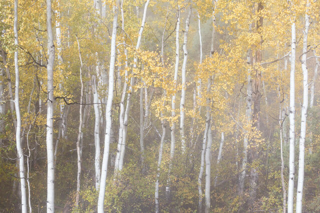 Filtered Fog