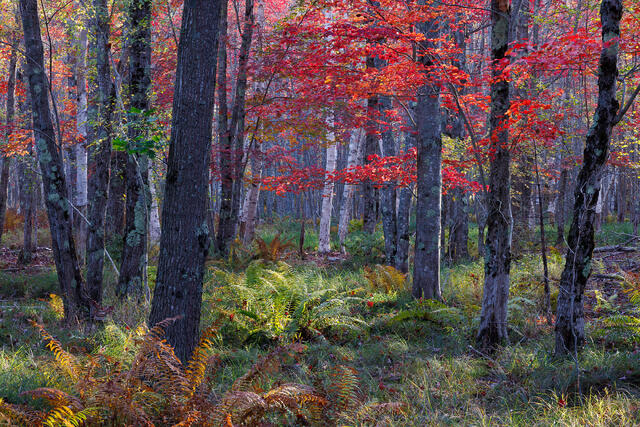 Filtered Forest