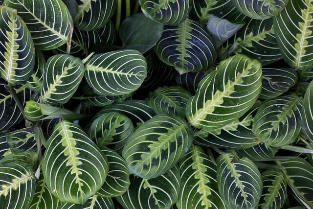 Fine Foliage
