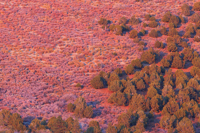 Fire on the Hillside