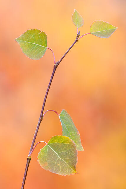 First Autumn