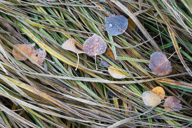 First Frost