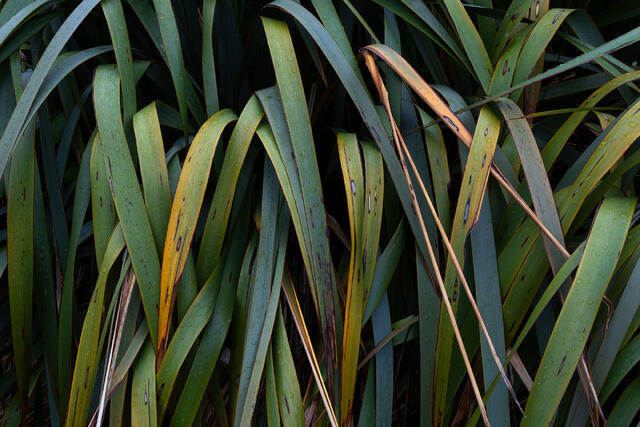 Flax Foliage