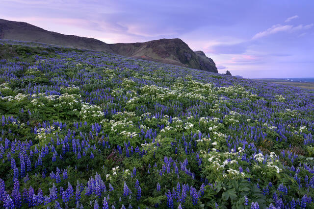 Flower Fields