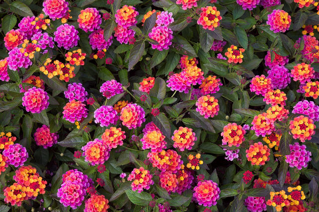 Flower Fireworks