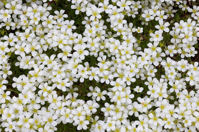 Flowerful