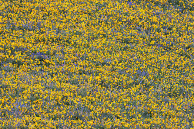 Flowers Forever