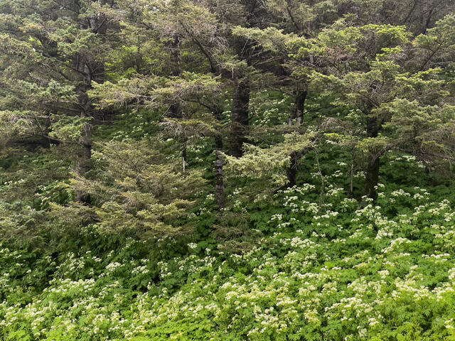 Flowers and Forest