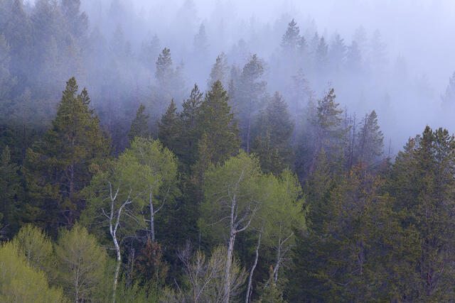 Fog Forest