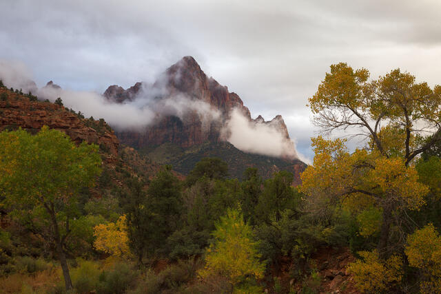 Foggy Autumn