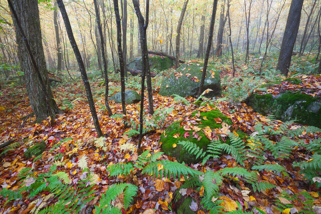 Foggy Forest Morning