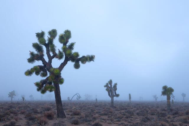 Foggy Forest
