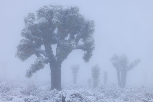 Foggy Friends