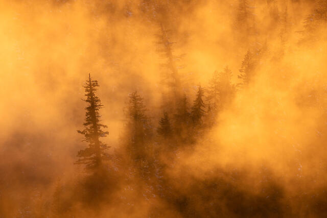 Foggy Sentinels