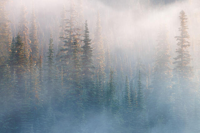 Foggy Sunrise