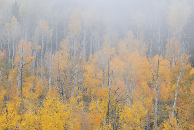 Fogtum