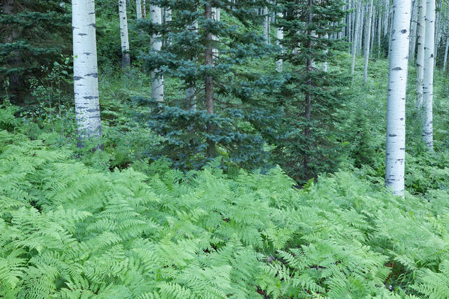 Forest Friend Group