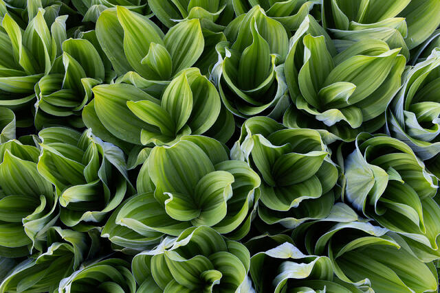 Fresh Foliage