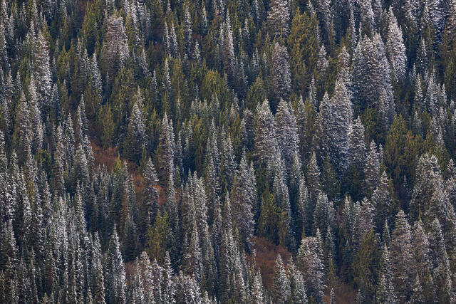 Frosted Forest