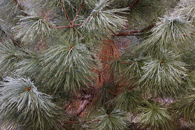 Frosted Needles