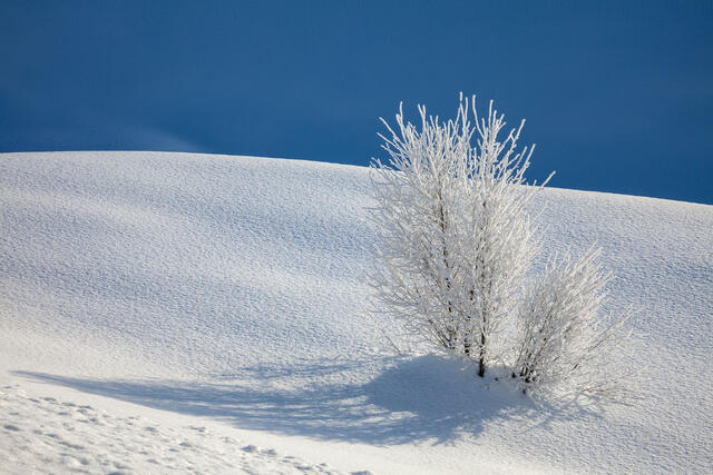 Frosty Tree