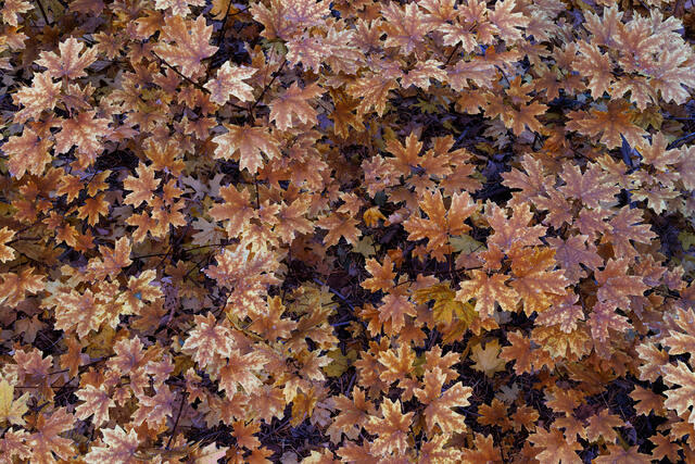 Funky Leaves